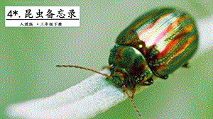 人教部編版三年級下冊語文4 昆蟲備忘錄. 第一課時 課件.pptx