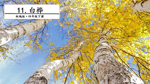 人教部編版四年級下冊語文11 白樺. 第一課時 課件.pptx