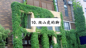 人教部編版四年級上冊語文10爬山虎的腳課件.pptx