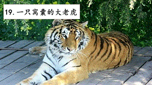 人教部編版四年級上冊語文19一只窩囊的大老虎課件.pptx