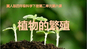 冀人版四年級(jí)下冊(cè)科學(xué)06：植物的繁殖課件.pptx