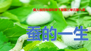 冀人版四年級(jí)下冊(cè)科學(xué)09：《蠶的一生》課件.pptx