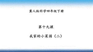 冀人版四年級下冊科學19：我家的小菜園（二） 課件.pptx