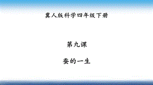 冀人版四年級下冊科學09：蠶的一生課件.pptx