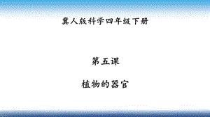 冀人版四年級下冊科學05：植物的器官課件.pptx