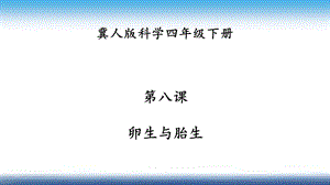 冀人版四年級下冊科學08：卵生與胎生課件24張.pptx