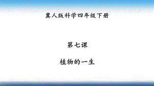冀人版四年級下冊科學07：第七課 植物的一生 課件33張.pptx