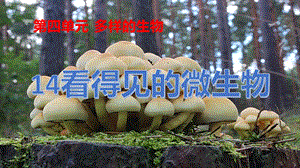 冀人版五年級下冊科學第14課看得見的微生物課件.pptx