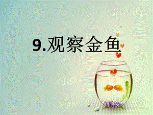 冀人版一年級上冊科學9觀察金魚課件.pptx