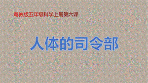 冀人版五年級上冊科學第06課人體的司令部共17張.pptx