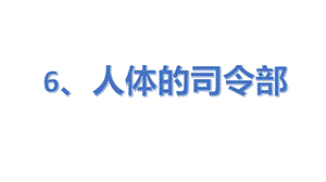 冀人版五年級上冊科學第06課人體的司令部共12張.pptx