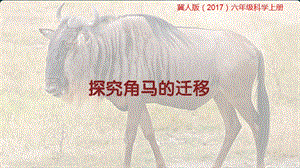 冀人版六年級上冊科學第16課《角馬的遷移》課件.pptx