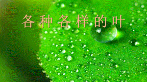 人教鄂教版一年級下冊科學(xué)1《各種各樣的葉》課件（15張PPT）.pptx