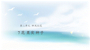 人教鄂教版三年級下冊科學7花果實種子課件.pptx