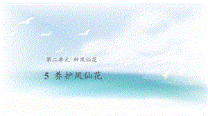 人教鄂教版三年級下冊科學5養護鳳仙花課件.pptx