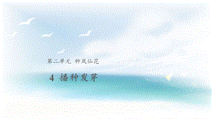 人教鄂教版三年級下冊科學4播種發芽課件.pptx