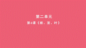 人教鄂教版三年級下冊科學6《根 莖 葉》課件(共9張PPT).pptx