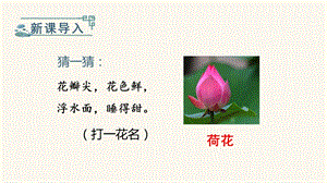 部編版一年級下冊語文小池教學課件.pptx