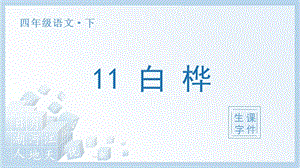 人教部編版四年級下冊語文（生字課件）11白樺.pptx
