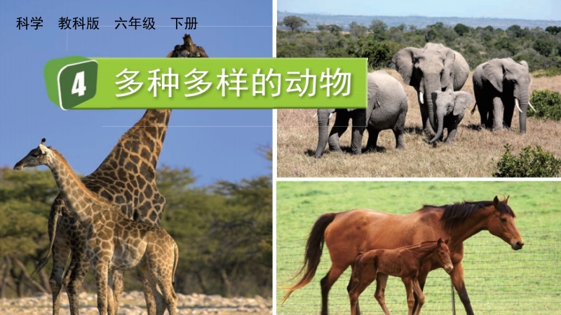 教科版六年級下冊科學2.4多種多樣的動物-課件+視頻素材.rar