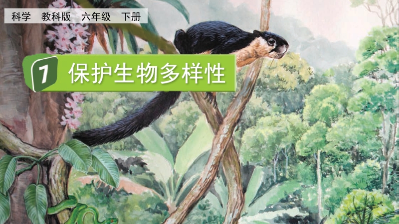 教科版六年級下冊科學2.7保護性物多樣性-課件+視頻素材.rar