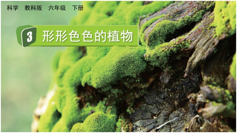 教科版六年級下冊科學2.3形形色色的植物-課件+視頻素材.rar