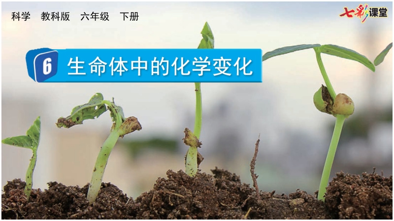 教科版六年級(jí)下冊(cè)科學(xué)4.6 生命體中的化學(xué)變化-課件+視頻素材.rar
