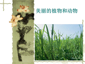 人教版一年級上冊美術美麗的植物和動物3-課件.ppt