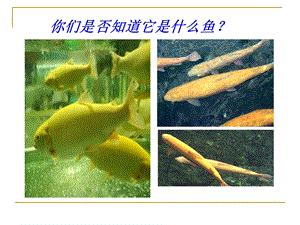 湘藝版四年級下冊音樂《鱒魚》課件.ppt
