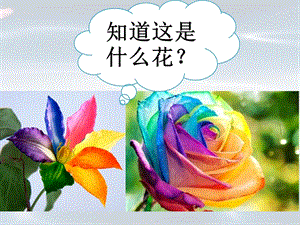 冀少版五年級下冊音樂《會飛的七色花》課件.ppt