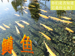 冀少版五年級上冊音樂《鱒魚》課件.ppt