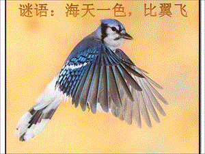 湘藝版一年級上冊音樂《藍鳥》課件1.ppt