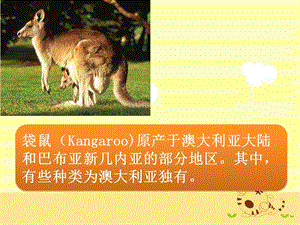 人音版一年級上冊音樂《袋鼠》課件二.ppt