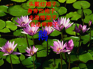 人音版一年級上冊音樂《詠鵝》課件一.ppt