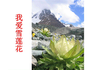 人音版二年級下冊音樂我愛雪蓮花課件2.ppt