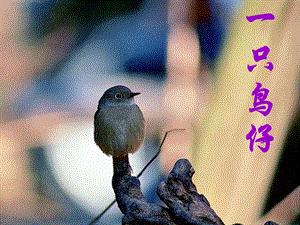 人音版三年級下冊音樂4 《一只鳥仔》課件.ppt