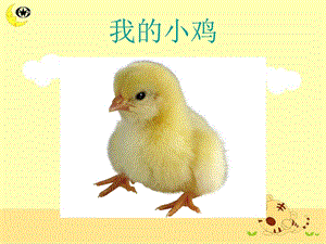 人音版二年級(jí)上冊(cè)音樂(lè)我的小雞課件2.ppt