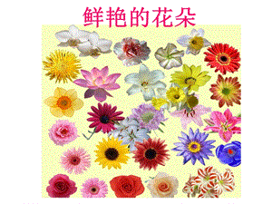 贛美版一年級下冊美術《鮮艷的花朵》課件.ppt