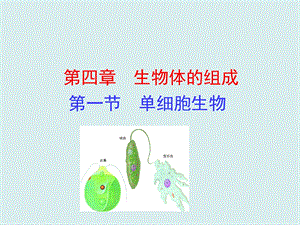 蘇教版七上生物第一節單細胞生物 課件.ppt