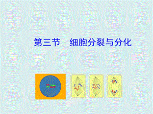 蘇教版七上生物第三節(jié)細(xì)胞分裂與分化課件.ppt