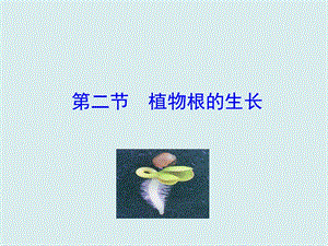 蘇教版七上生物第二節(jié)植物根的生長(zhǎng)課件.ppt
