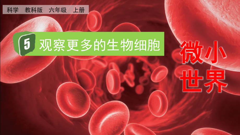 教科版六上科學1.5 觀察更多的生物細胞 課件含視頻素材.rar