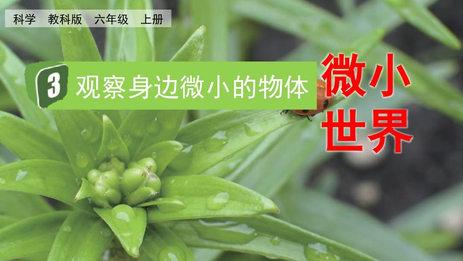 教科版六上科學1.3觀察身邊微小的物體課件含視頻素材.rar