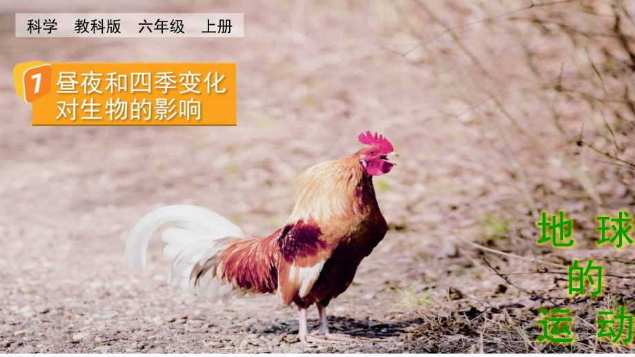 教科版六上科學2.7 晝夜和四季變化對生物的影響 課件含視頻素材.rar