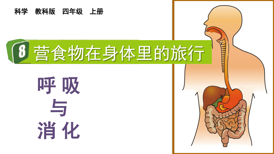 教科版四上科學2.8食物在身體里的旅行課件含視頻素材.rar