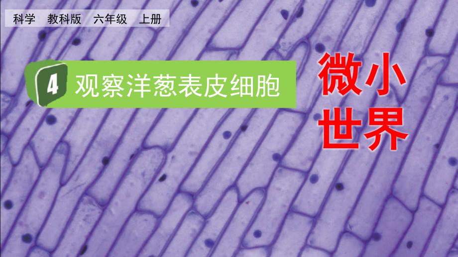 教科版六上科學1.4觀察洋蔥表皮細胞課件含視頻素材.rar