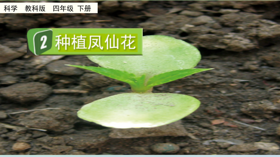 教科版四下科學1.2 種植鳳仙花 課件含視頻素材.rar