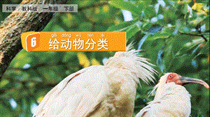 教科版一下科學2.6給動物分類課件.pptx