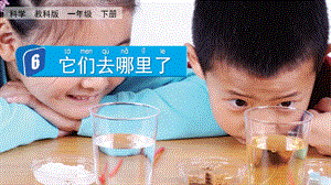 教科版一下科學1.6它們去哪里了課件.pptx