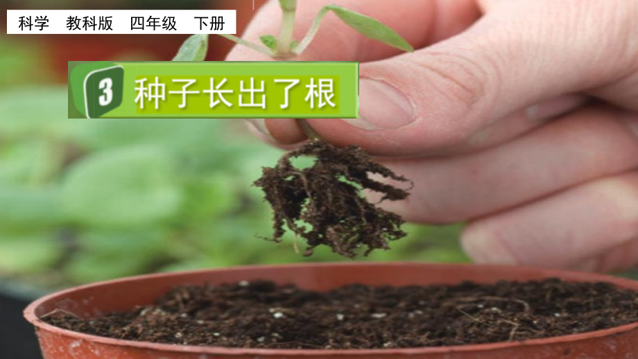 教科版四下科學1.3種子長出了根課件含視頻素材.rar